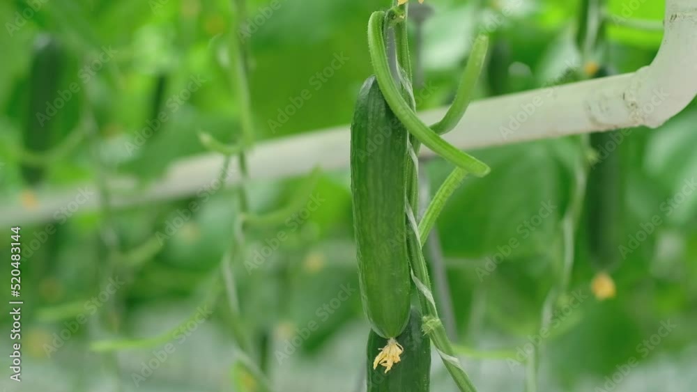 Greenhouse with fresh ripe cucumber. Organic food and vegetables. Healthy eating. Hydroponics in agribusiness. Growing cucumbers in a greenhouse using drip irrigation. Smooth camera movement Greenhouse with fresh ripe cucumber. Organic food and vegetables. Healthy eating. Hydroponics in agribusiness. Growing cucumbers in a greenhouse using drip irrigation. Smooth camera movement