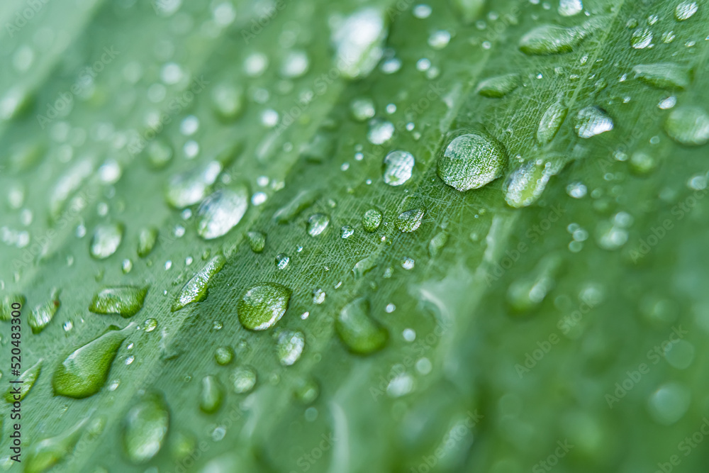 Macro closeup of Beautiful fresh green leaf with drop of water in morning sunlight nature background. Macro closeup of Beautiful fresh green leaf with drop of water in morning sunlight nature background.