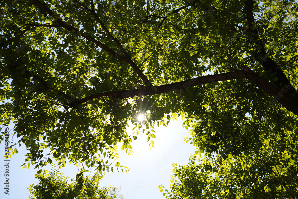 Fototapeta premium rays of sunlight entering between the branches of some trees in the forest.