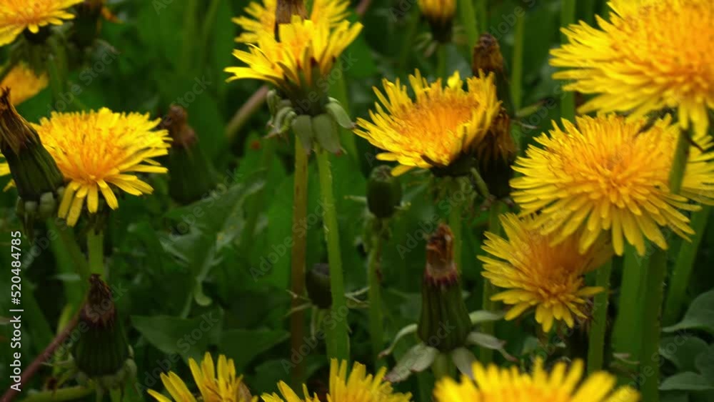 Yellow dandelions. Bright dandelion flowers on background of green spring meadows. Spring garden Yellow dandelions. Bright dandelion flowers on background of green spring meadows. Spring garden