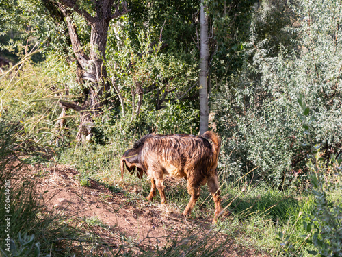 Fototapeta Naklejka Na Ścianę i Meble -  goat in the mountains