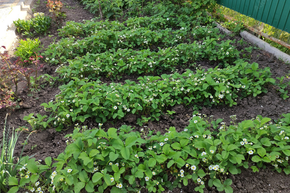 Beds with blooming strawberry bushes in the vegetable garden