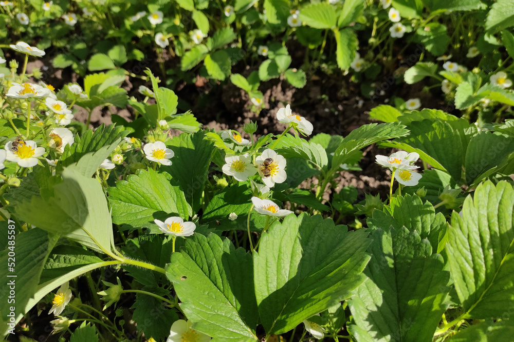 Fototapeta premium Bee on blossoming strawberries bushes in a vegetable garden