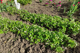 Beds with blooming strawberry bushes in the vegetable garden