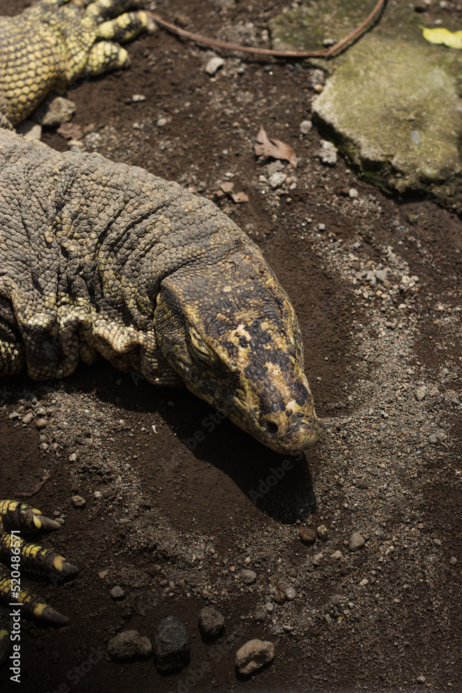 Medium sized 2025 monitor lizards