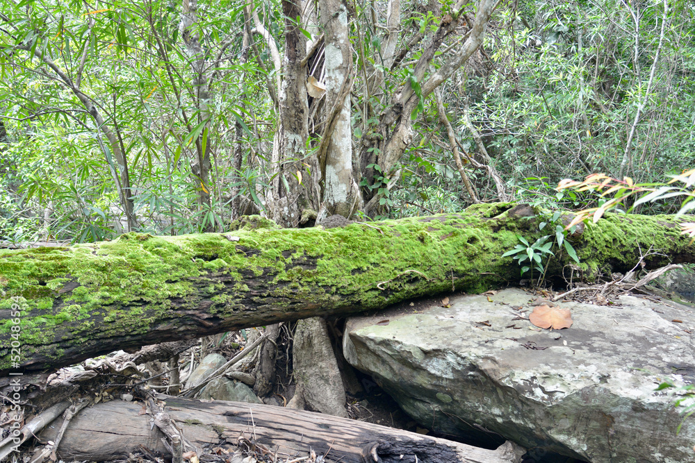 Obraz premium moss on the tree