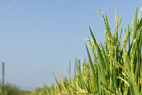 rice in a field with a blue sky background.