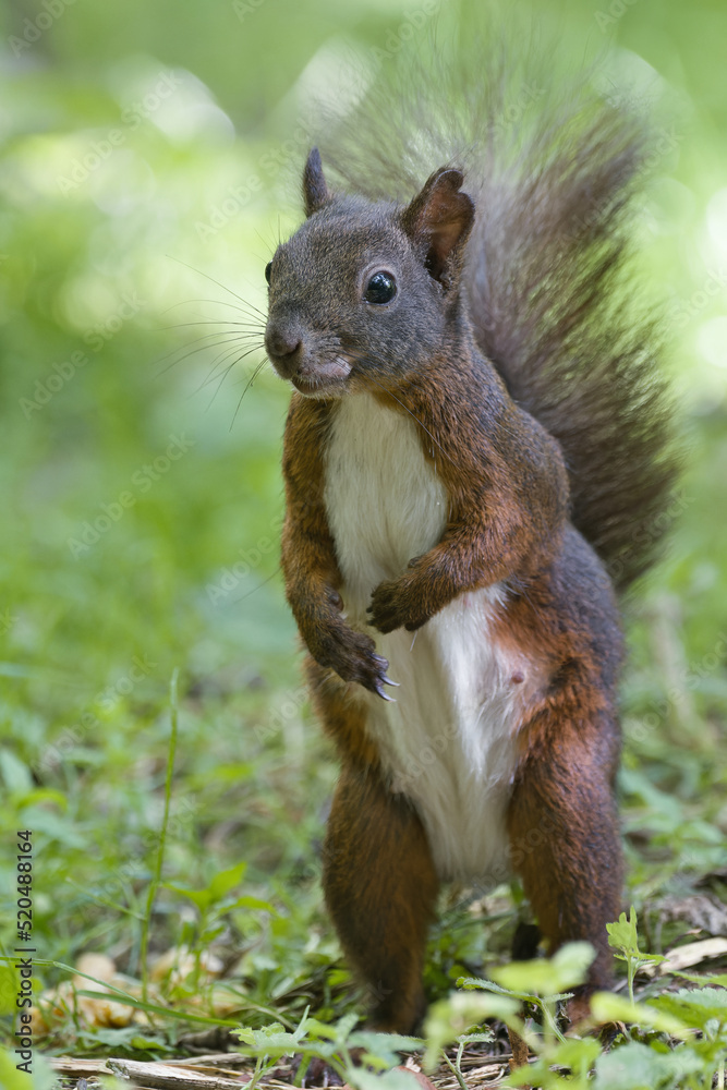 Naklejka premium eichhörnchen, tier, nager, wild lebende tiere, hübsch, natur, grau, baum, wild, nuss, braun, essen
