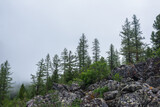 Atmospheric forest landscape with coniferous trees on stony hill in low clouds in rainy weather. Dense fog in dark forest under gray cloudy sky. Mysterious scenery with coniferous forest in thick fog.