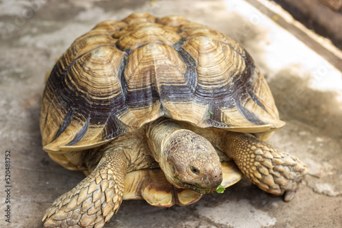 Sulcata tortoise is chewing leaves. It is also known as the African Spurred Tortoise which is native to North Africa. People often keep it as a pet.
