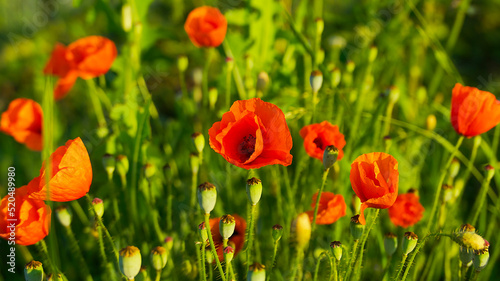 bright red poppy flowers on the background of green grass in the field