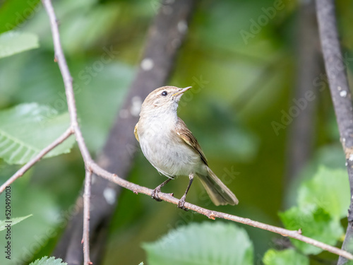 Common chiffchaff, lat. phylloscopus collybita, sitting on branch of bush in spring and looking for food