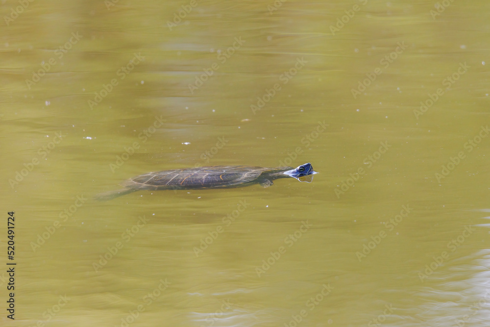 A red-cheeked slider turtle in the murky water of a pond with reed growth