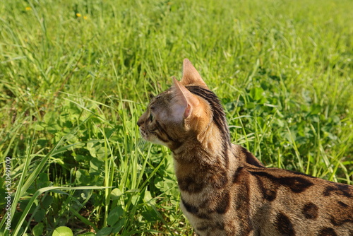 Bengal cat walks in nature in the park in the green grass on a warm sunny day