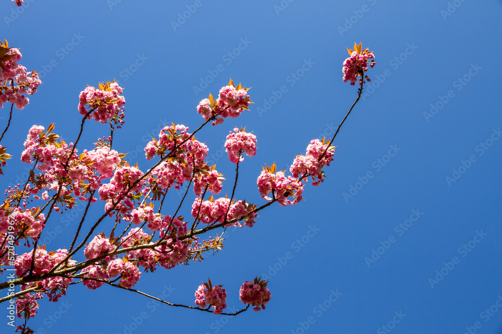 Japanese cherry blossom branch in spring Japanese cherry blossom branch in spring