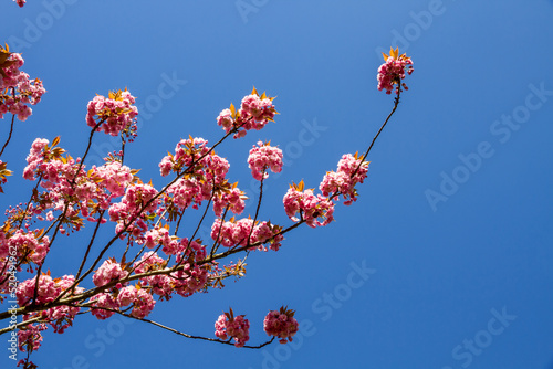 Japanese cherry blossom branch in spring