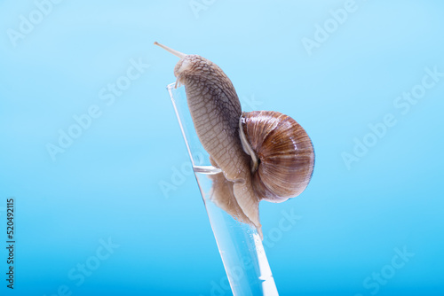 Snail on a chemical test tube on a blue background with space for text. Snail mucus, snail mucin is used in cosmetology. The study of snail mucin by scientists photo