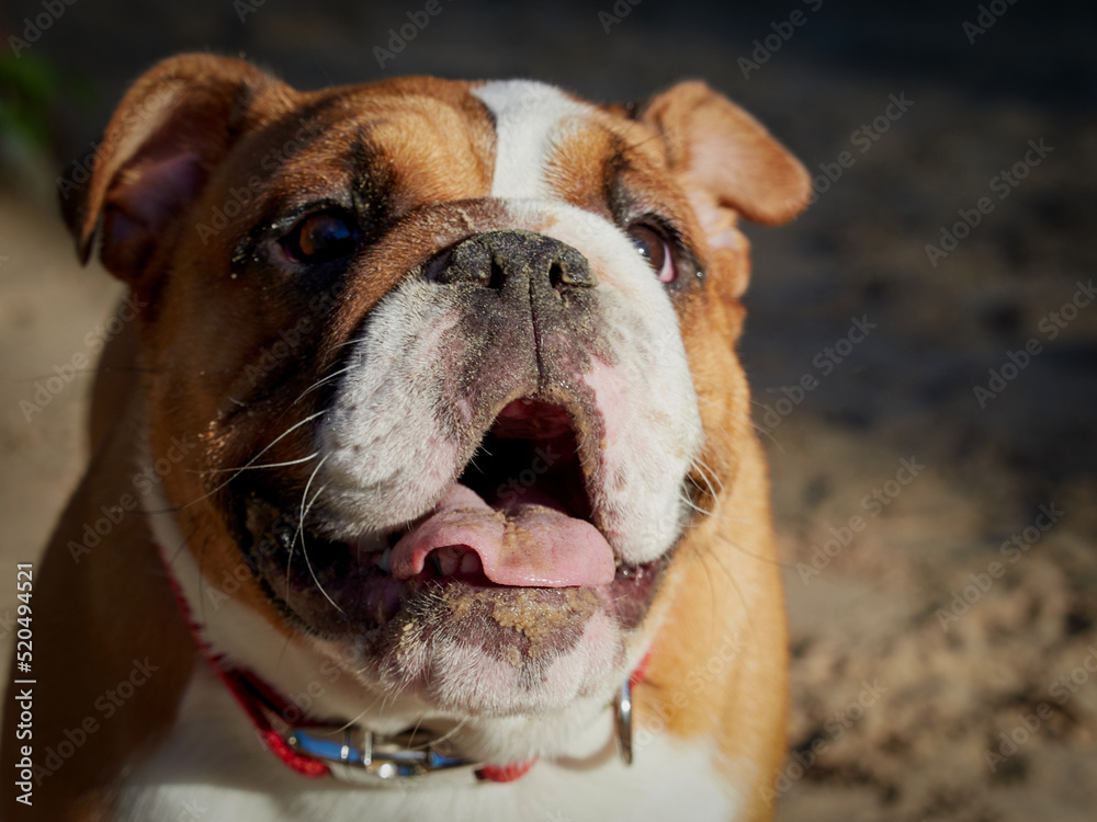 Funny english bulldog puppy playing in the park
