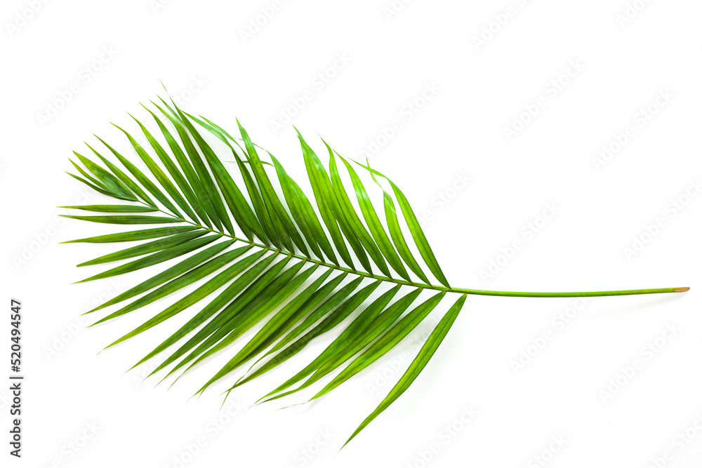 Fototapeta premium tropical palm leaf background, coconut palm trees perspective view.