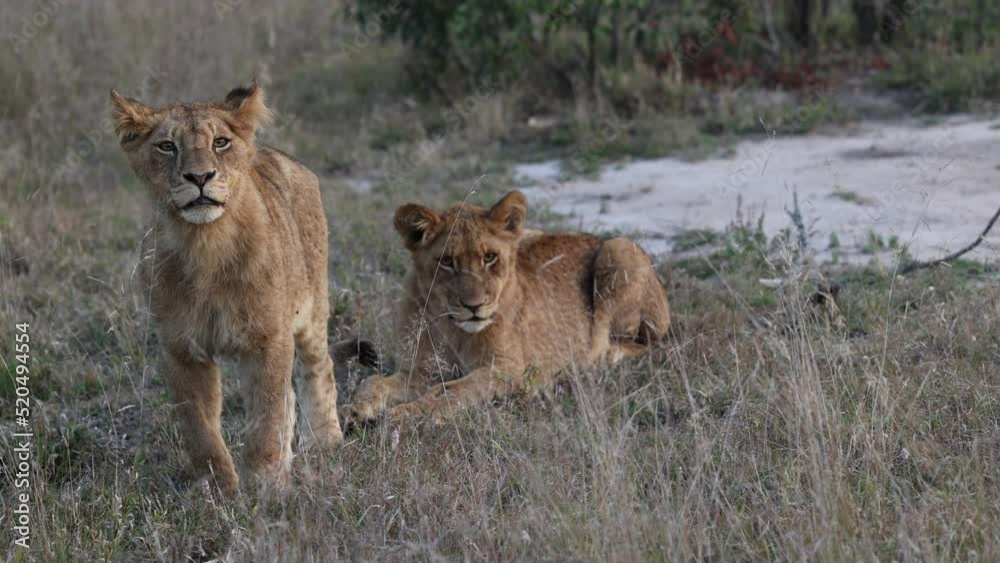 Lion cubs in the wild