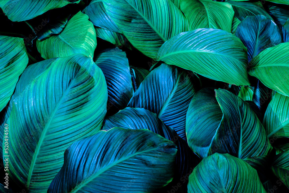 Full Frame of Green Leaves Pattern Background, Nature Lush Foliage Leaf Texture, tropical leaf Full Frame of Green Leaves Pattern Background, Nature Lush Foliage Leaf Texture, tropical leaf
