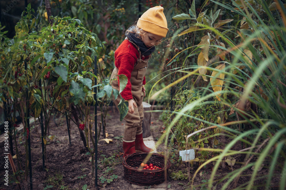 Fototapeta premium Little girl harvesting bio tomatoes in her basket in family greenhouse.