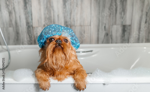 Brussels Griffon in the bath, wearing a bathing cap.