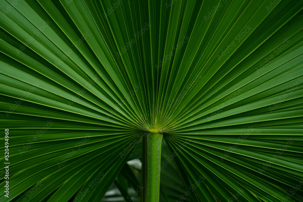 Obraz premium abstract green palm leaf texture, nature background, tropical leaf