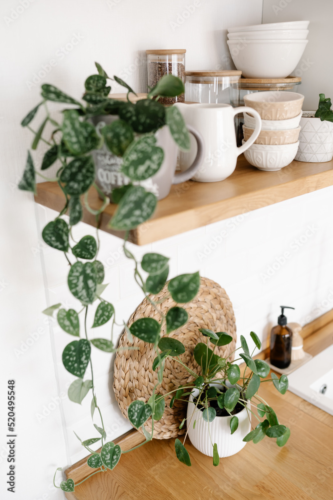 Kitchen shelves with plants, various white ceramic and glass jars. Open shelves in the kitchen. Kitchen interior ideas. Eco friendly kitchen, zero waste home concept Kitchen shelves with plants, various white ceramic and glass jars. Open shelves in the kitchen. Kitchen interior ideas. Eco friendly kitchen, zero waste home concept