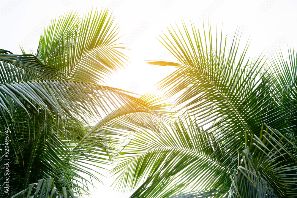 tropical palm leaf background, coconut palm trees perspective view