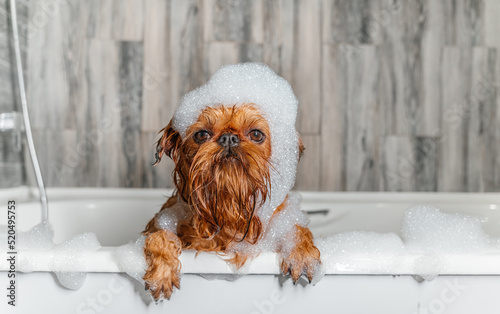 A cute little Griffon dog takes a bubble bath with his paws up on the edge of the tub