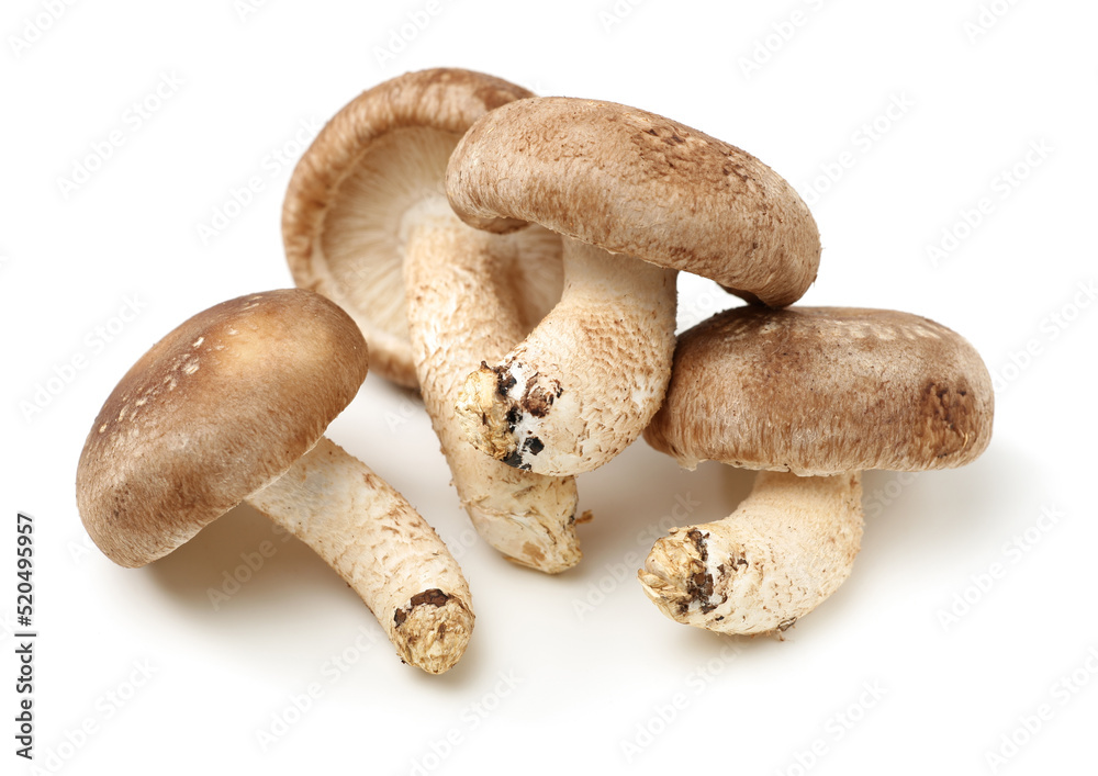 Shiitake mushroom on the White background Shiitake mushroom on the White background