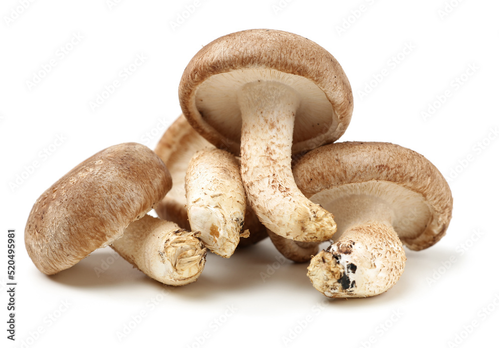 Shiitake mushroom on the White background Shiitake mushroom on the White background