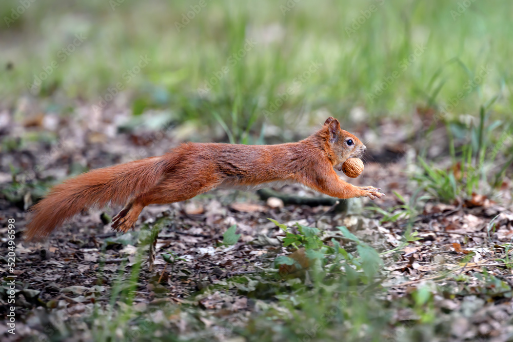 A squirrel jumps around the park looking for nuts. A squirrel jumps around the park looking for nuts.