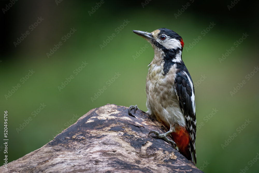 A woodpecker sits on a tree stump in the forest.