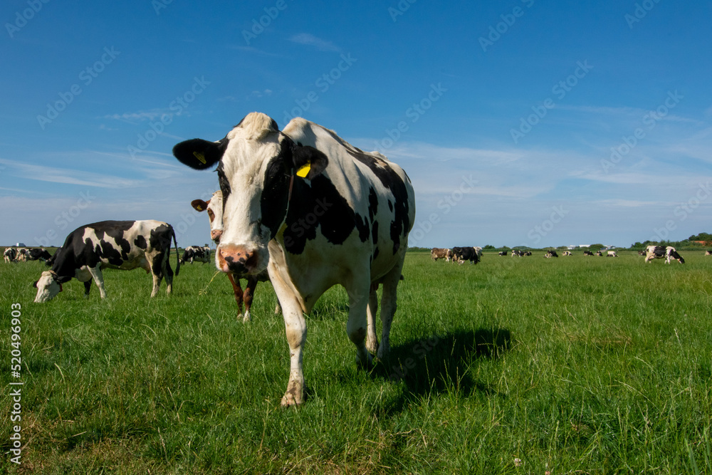 typical Dutch landscape with cows in the meadow under a blue sky between Woerden and Bodegraven typical Dutch landscape with cows in the meadow under a blue sky between Woerden and Bodegraven