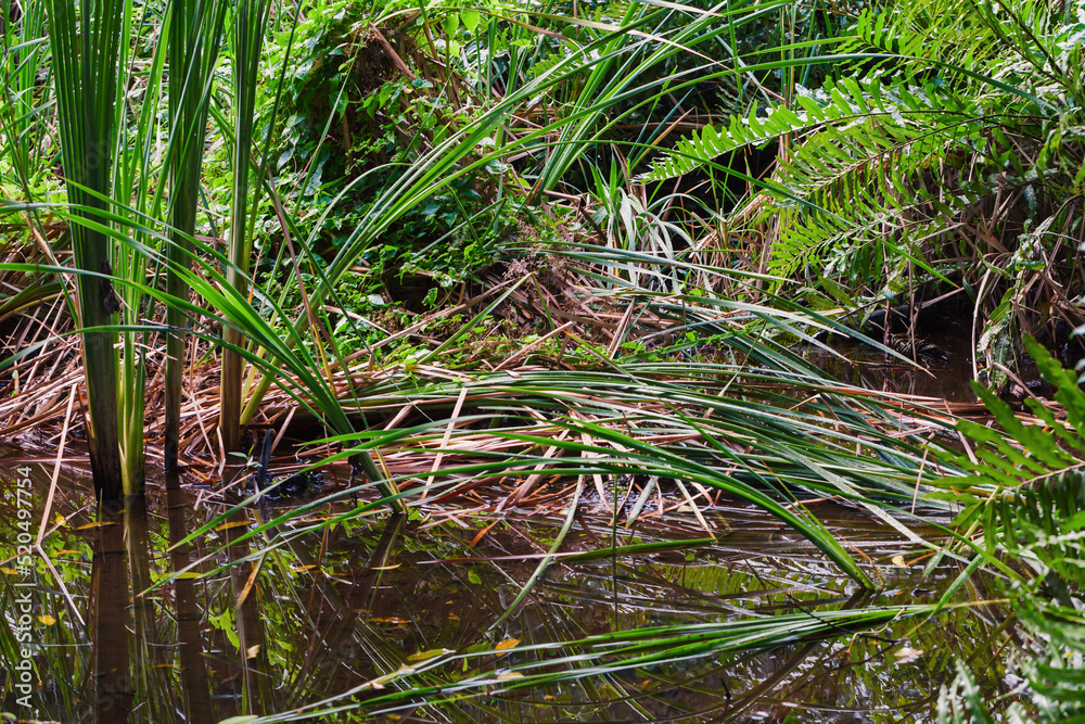 Wild tropical forest view with green plants growing in water Wild tropical forest view with green plants growing in water