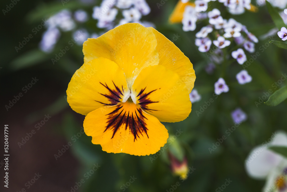 Viola tricolor, macro photo of yellow flower Viola tricolor, macro photo of yellow flower
