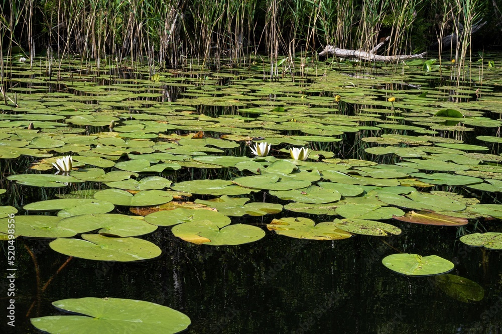 Ein Teppich aus Seerosen am Zotzensee - Mecklenburg Vorpommern