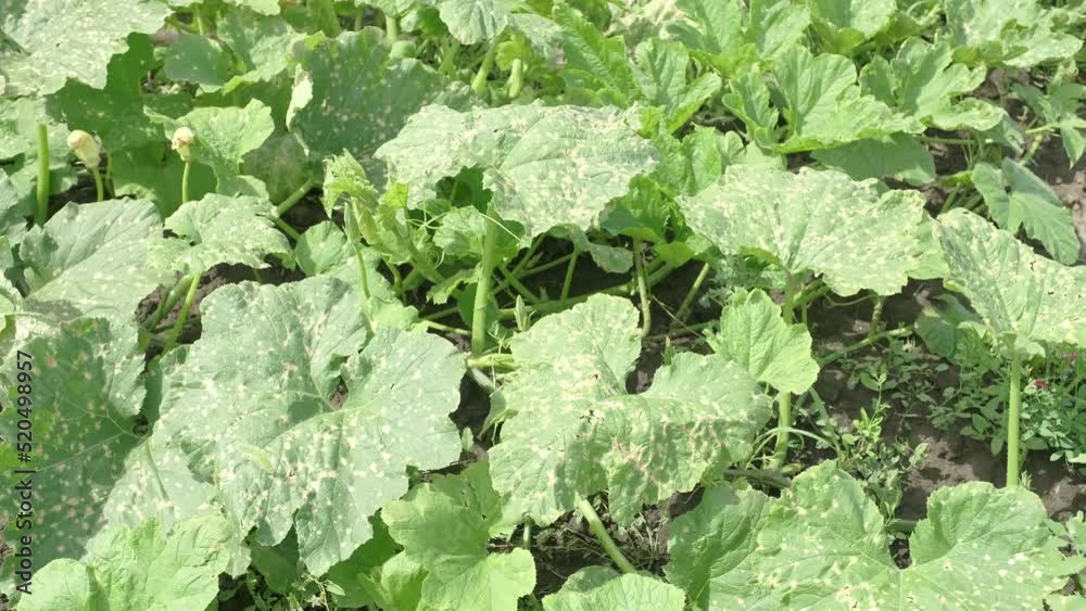 From above pumpkin plants with green leaves injured by toxic herbicide on sunny summer day on farm From above pumpkin plants with green leaves injured by toxic herbicide on sunny summer day on farm