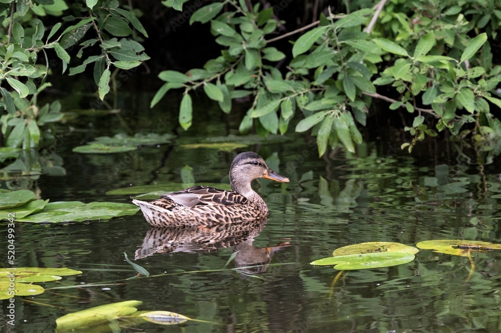 Fototapeta premium Eine am Ufer schwimmende Stockente, Haval