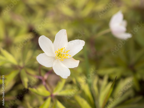 white anemone in spring