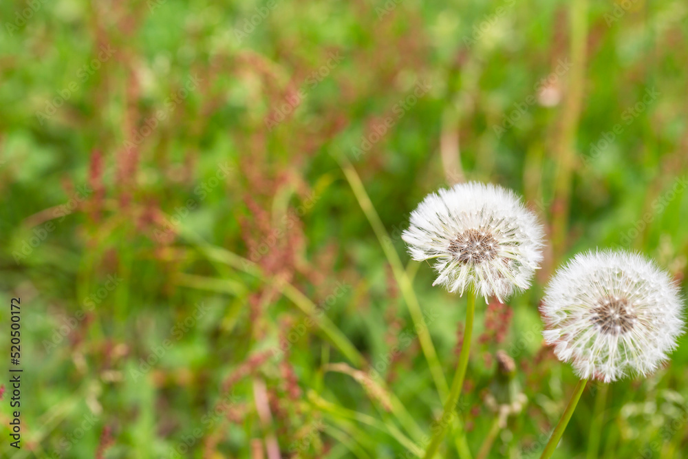 Closed Bud of a dandelion. Dandelion white flowers in green grass. Closed Bud of a dandelion. Dandelion white flowers in green grass.