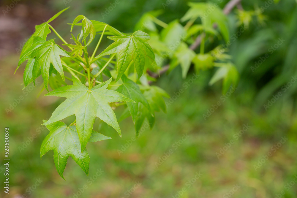 Sycamore maple leaves in the forest. Natural background Sycamore maple leaves in the forest. Natural background