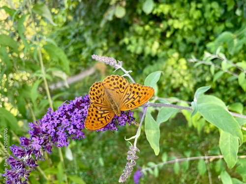 Perlmuttfalter Schmetterling