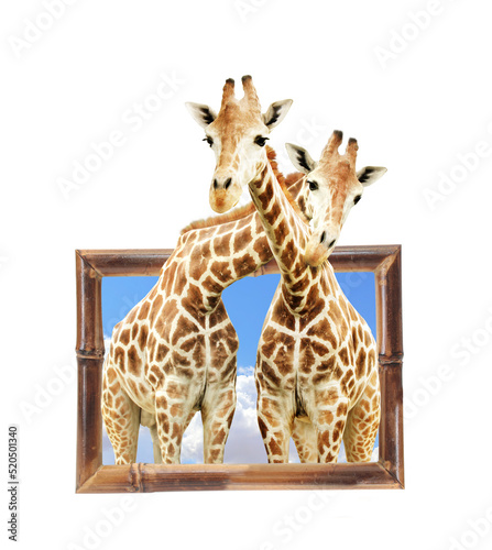 Photography Two giraffes in wooden frame with 3d effect