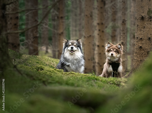 A young Finnish Lapphund dog and puppy © Linda
