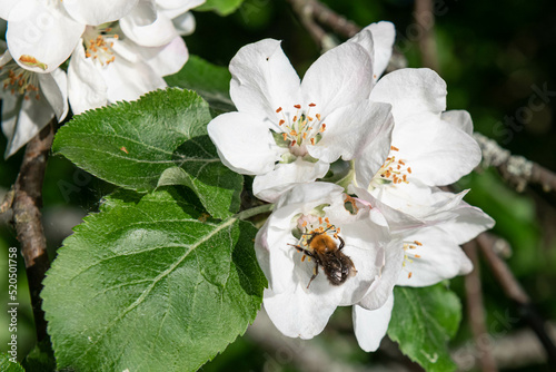 spring apple blossom