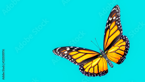 3d illustration 0f Monarch Butterfly on color background © Vani