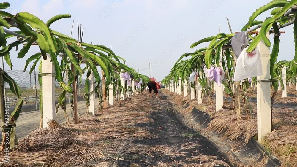 Old women take care of dragon fruit farm